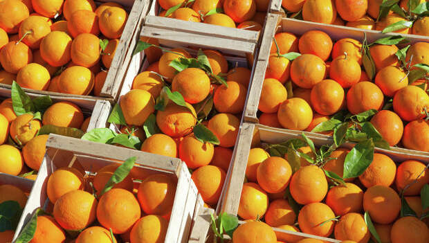 Апельсины. Архивное фото