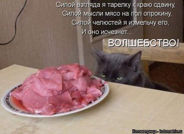 Лучшие котоматрицы недели (50 фото)