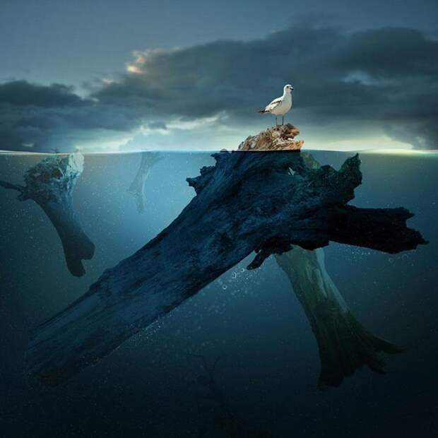 чайка на дереве