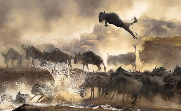 Sony World Photography Awards миграция гну
