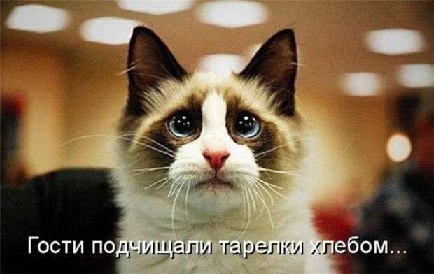 Прикольные коты  (65 фото)