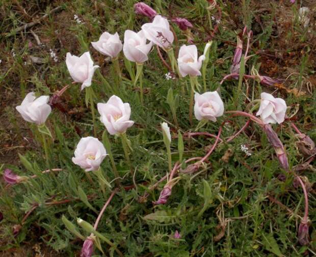 Ослинник бесстебельный, или Энотера бесстебельная (Oenothera acaulis)