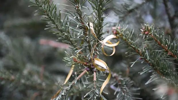 В Петербурге собрали 13 тысяч деревьев в рамках акции «Ёлки, палки и щепа»