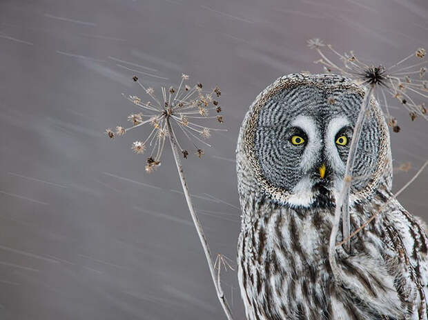 Лучшие фотографии National Geographic ноября 2014
