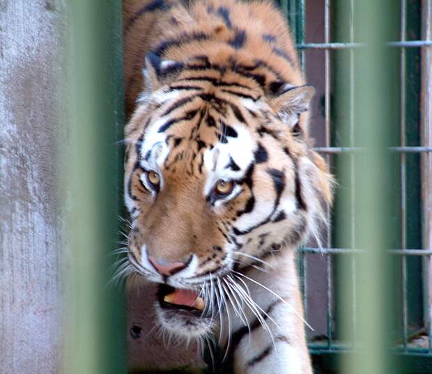 Владельцу крымского парка "Тайган" вынесли приговор за нападение тигра на ребёнка