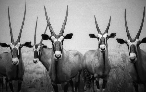 Впечатляющие черно-белые фото экзотических животных — это не совсем то, чем кажется 