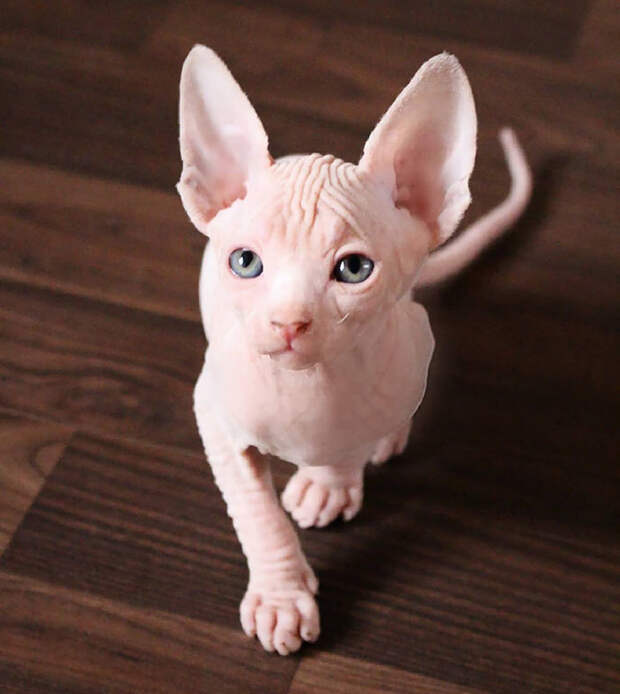 20 очаровательных фото котят сфинкса, самой оригинальной породы домашних кошек