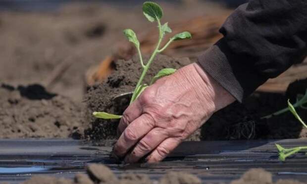 Агроном назвала оптимальную температуру почвы и воздуха для высадки рассады в грунт