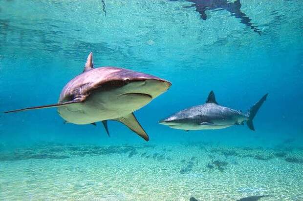 Акула-бык, тупорылая акула  (Carcharhinus leucas), фото рыбы фотография