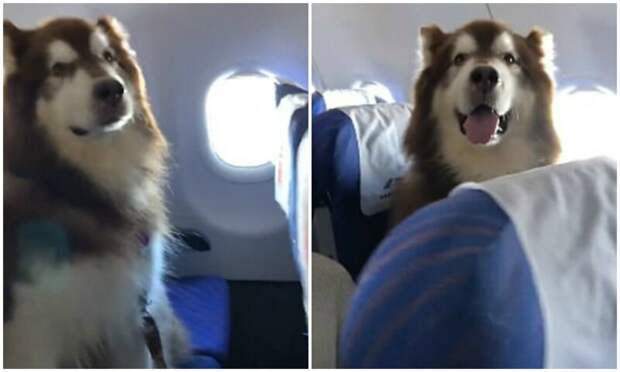 Авиакомпания пустила на рейс огромного маламута Маламут, видео, животные, мило, питомцы, самолет, собака, собаки