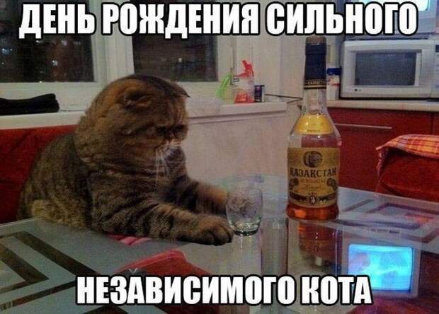 Кошачий фотопост! Кошачий фотопост! коты, юмор