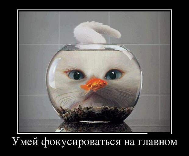 Умей фокусироваться на главном демотиватор, юмор
