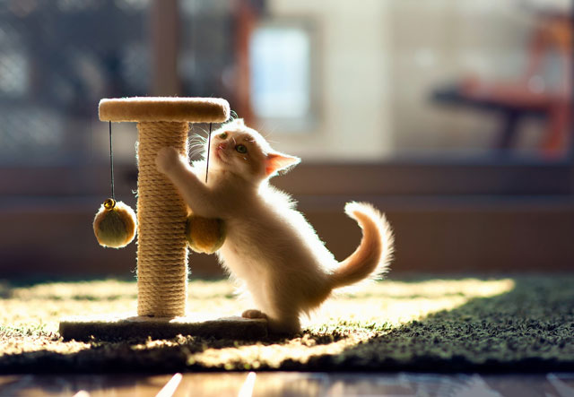 котенок шалит