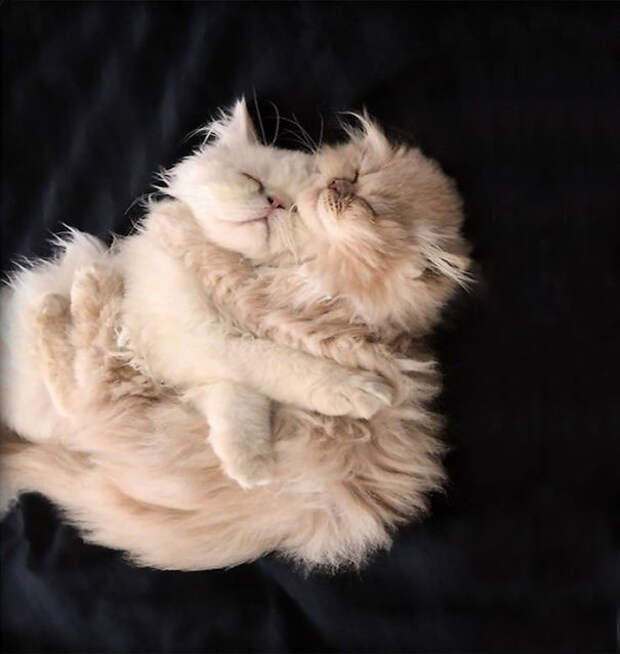 36.  кошка, пушистость, шерсть