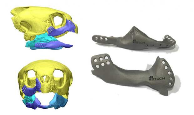3D-напечатанный клюв для черепахи