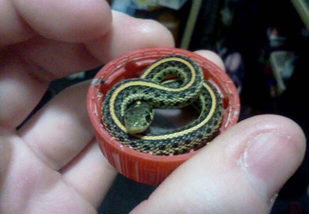 16. Крошечная новорожденная змейка 16. Крошечная новорожденная змейка детеныш, животные