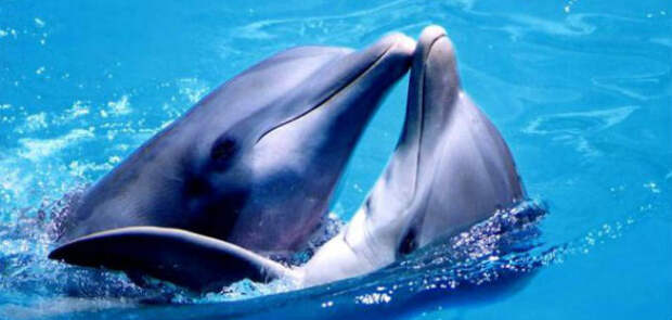 Невероятное открытие: у дельфинов есть свои соцсети