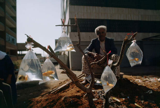66. Мужчина продает золотых рыбок в пакетах, привязанных к веткам. Бейрут, февраль 1983 national geographic, история, природа, фотография