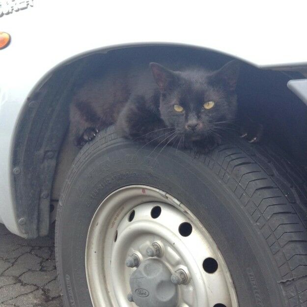 Несколько фотографий, которые доказывают, что все коты — секретные агенты