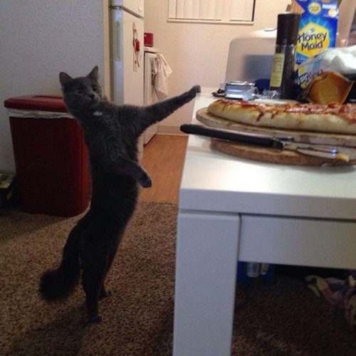 КОТОприколы