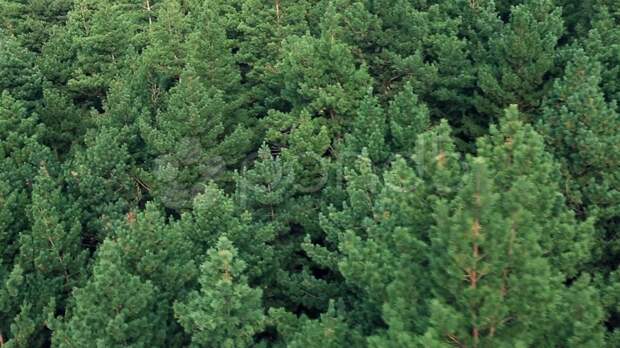Ученые изобрели дендроход для путешествий по кронам деревьев дендроход, изобретение, лес