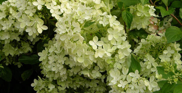 Grandiflora