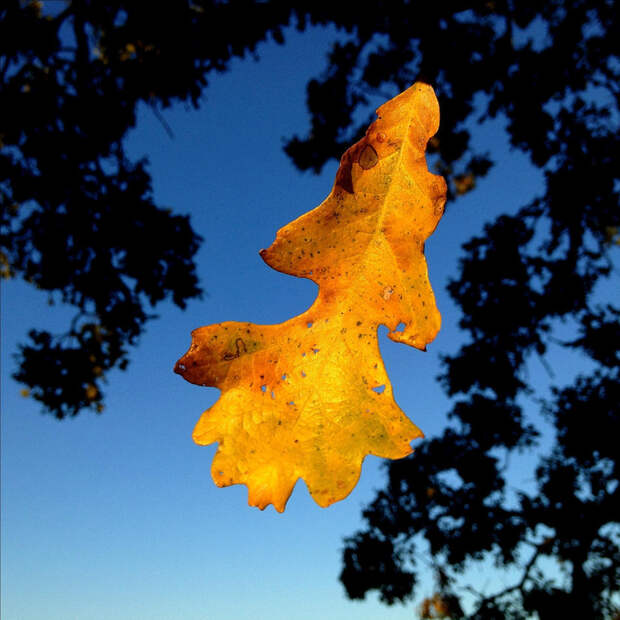 oak14