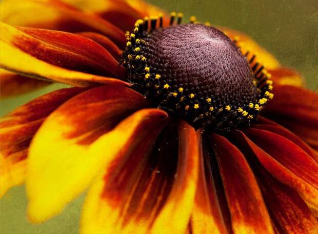 Rudbeckia_Hirta_11 (700x518, 73Kb)