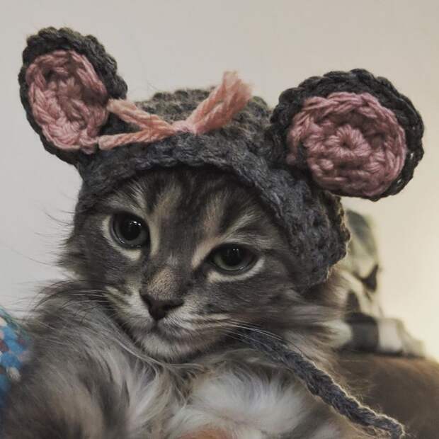 25+ очаровательных котиков в шапках для поднятия настроения животные, котики, котики в шапках, милота, мимими