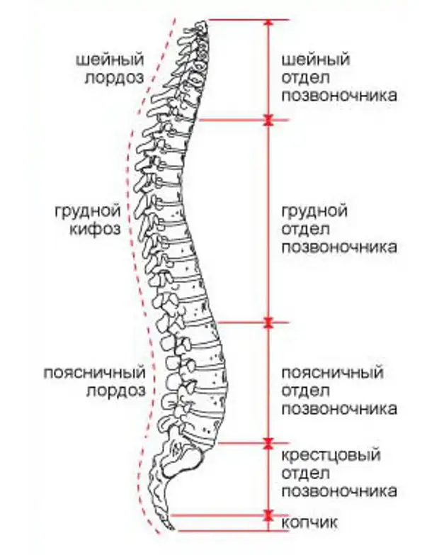 Строение позвоночника человека схема