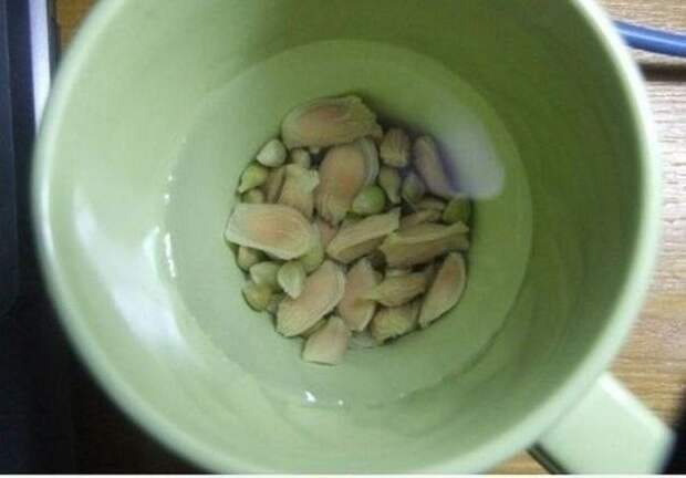 Как вырастить лимонное дерево в чашке Как вырастить лимонное дерево в чашке