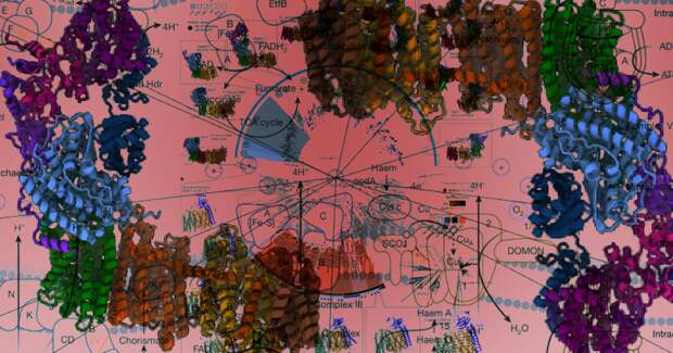 Асгардархеи — кислородотолерантные предки эукариотов и ключ к их происхождению