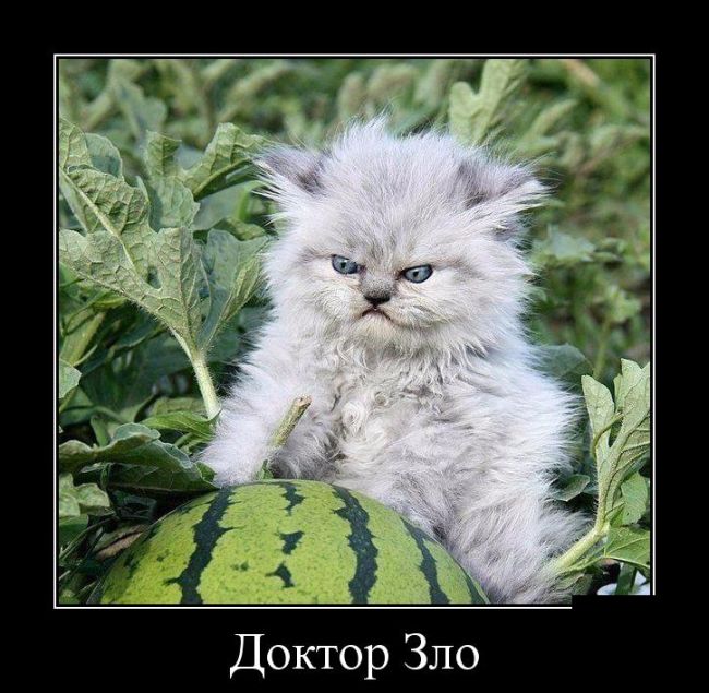 Демотиваторы (30 фото)