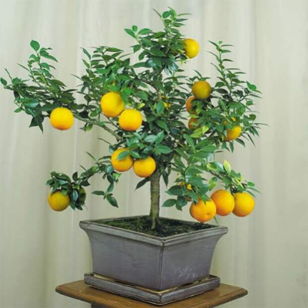 dekorativnyj limon