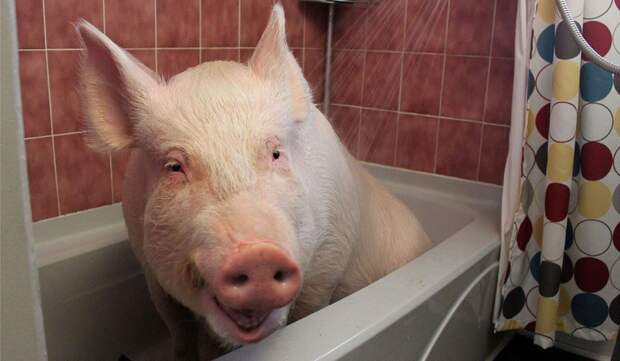 Эстер - домашняя свинья весом 300 килограмм девушки, животные, прикол, юмор