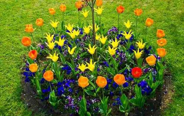 Советы для начинающих цветоводов по созданию простой клумбы