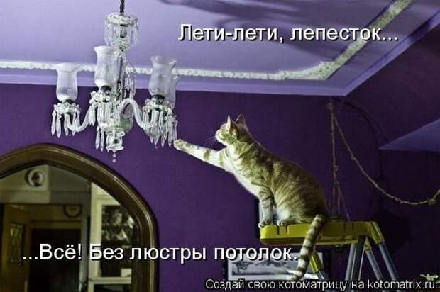 Лучшие котоматрицы недели