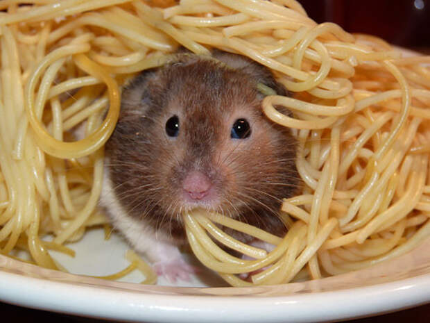 13. Крыса в спагетти  еда, животные, позитив