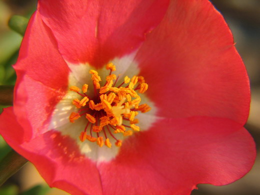 Портулак (Portulaca) Портулак (Portulaca)