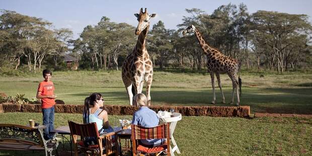 Завтрак с жирафами в необычном отеле Giraffe Manor, Кения. Фото