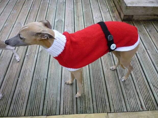 abandoned-greyhounds-christmas-sweaters-knitted-with-love-jan-brown-8