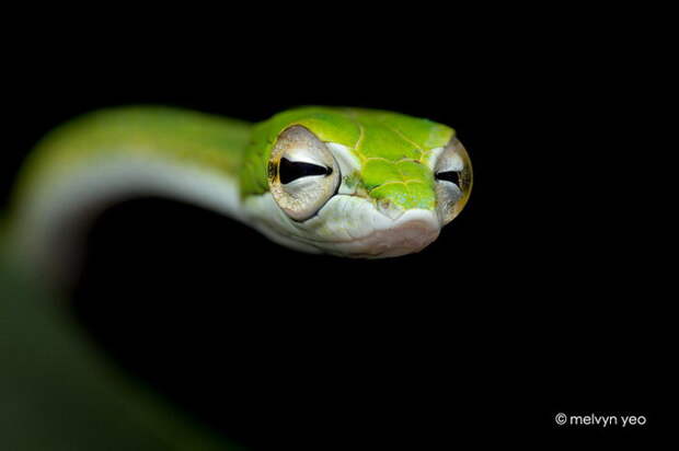 Змеи, лягушки и ящерины в фотографиях Melvyn Yeo