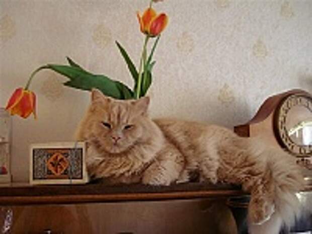 Кошки и Котята 188