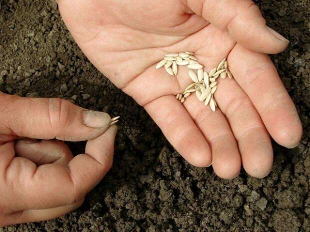 Важно правильно подготовить семена огурцов перед посевом, чтобы из них выросли стойкие сеянцы 