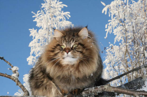 Сибирский царь котов