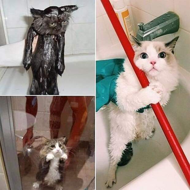 Жестокие фото котов после принятия ими водных процедур вода, животные, коты