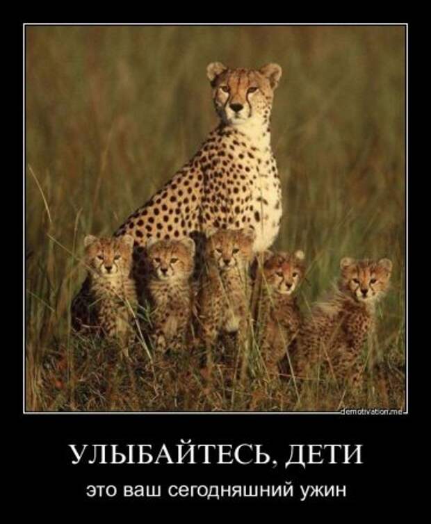 Демотиваторы приколы новые.