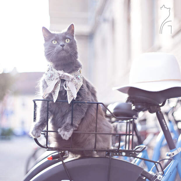 Любит велосипедные прогулки  история, кошка, модница