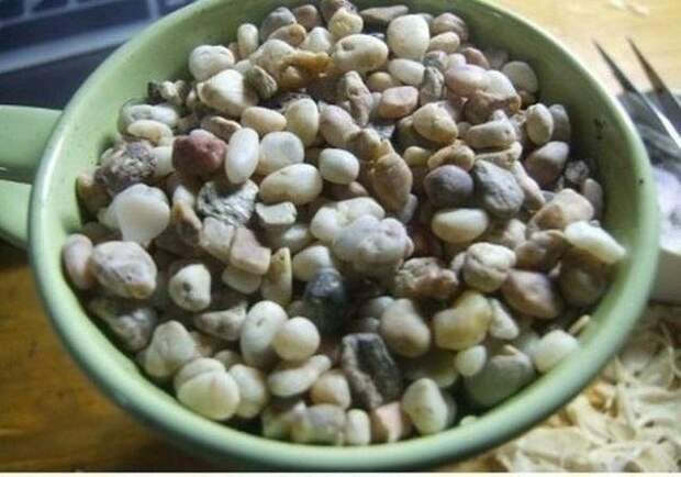 Как вырастить лимонное дерево в чашке Как вырастить лимонное дерево в чашке