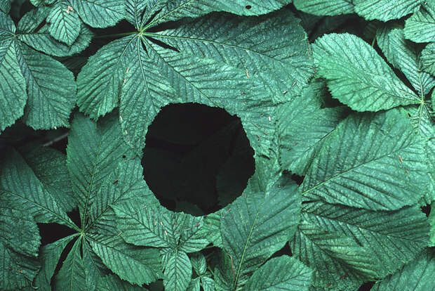 land-art-andy-goldsworthy-12